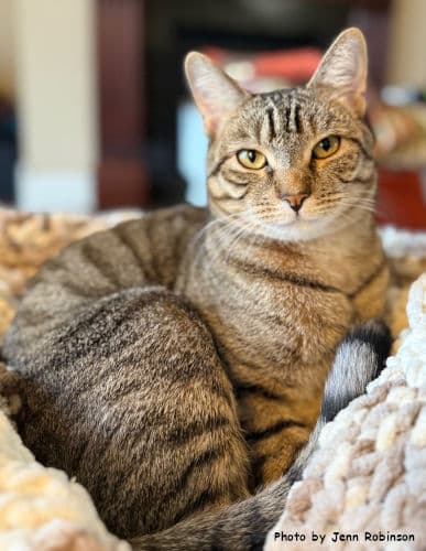 Munchkin - Tabby