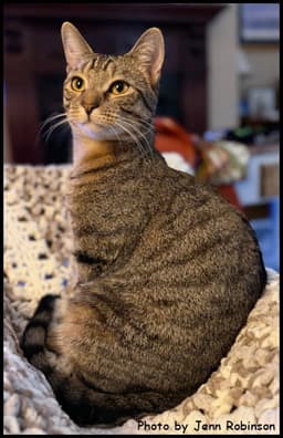 Munchkin image 2