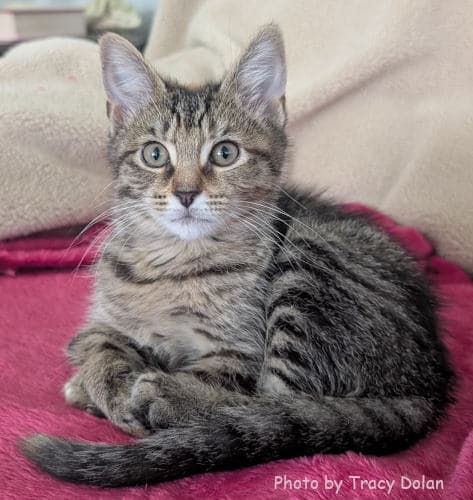Thin Mint - Tabby