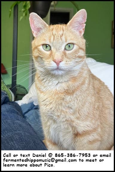 Pico - Tabby