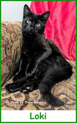 Loki image 1