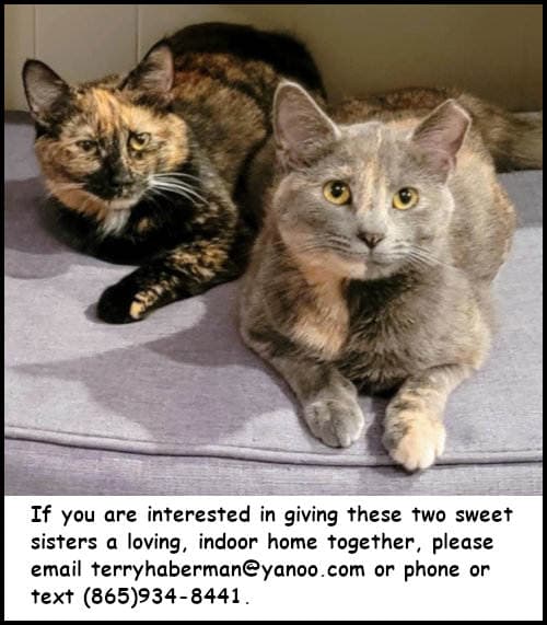 Meisha - Tortoiseshell