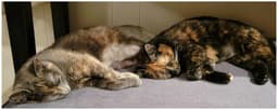 Meisha image 2