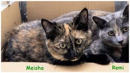 Meisha image 4