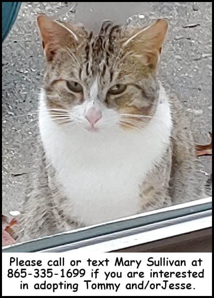 Tommy - Domestic Short Hair