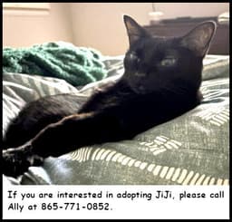 Jiji image 1