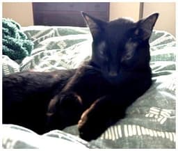 Jiji image 2