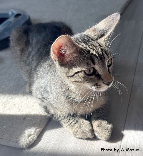 Josh - Domestic Short Hair
