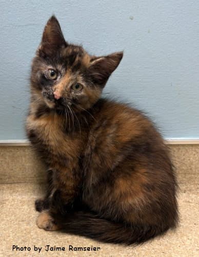 Almond - Domestic Short Hair
