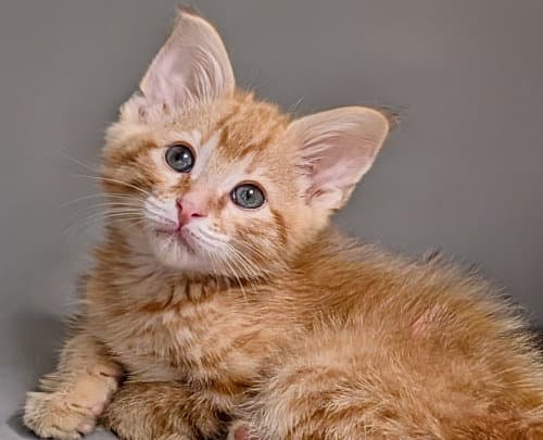 Dublin - Domestic Short Hair
