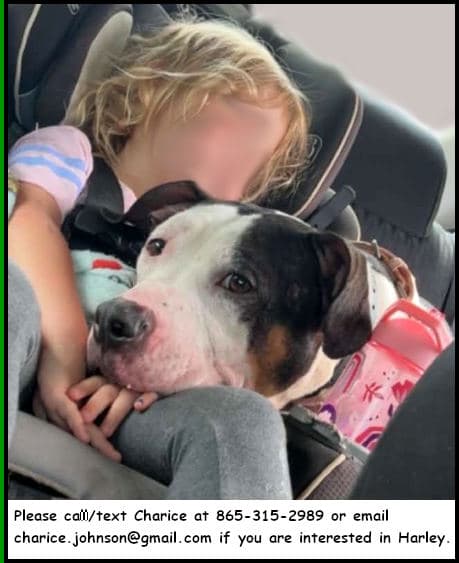 Harley - American Pit Bull Terrier