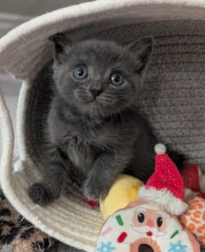 Calamity Jane - Domestic Short Hair