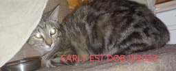 Carly image 1