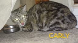 Carly image 2