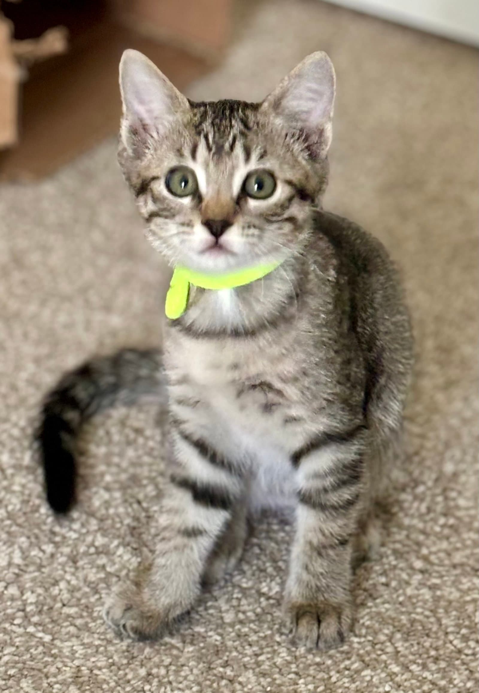 Marigold - Tabby