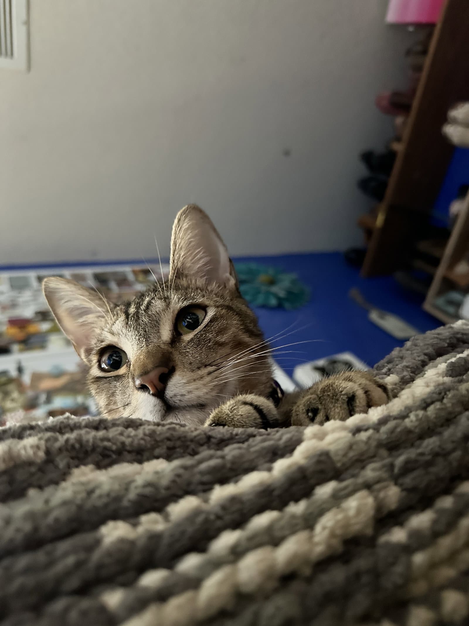 Hank - Domestic Short Hair