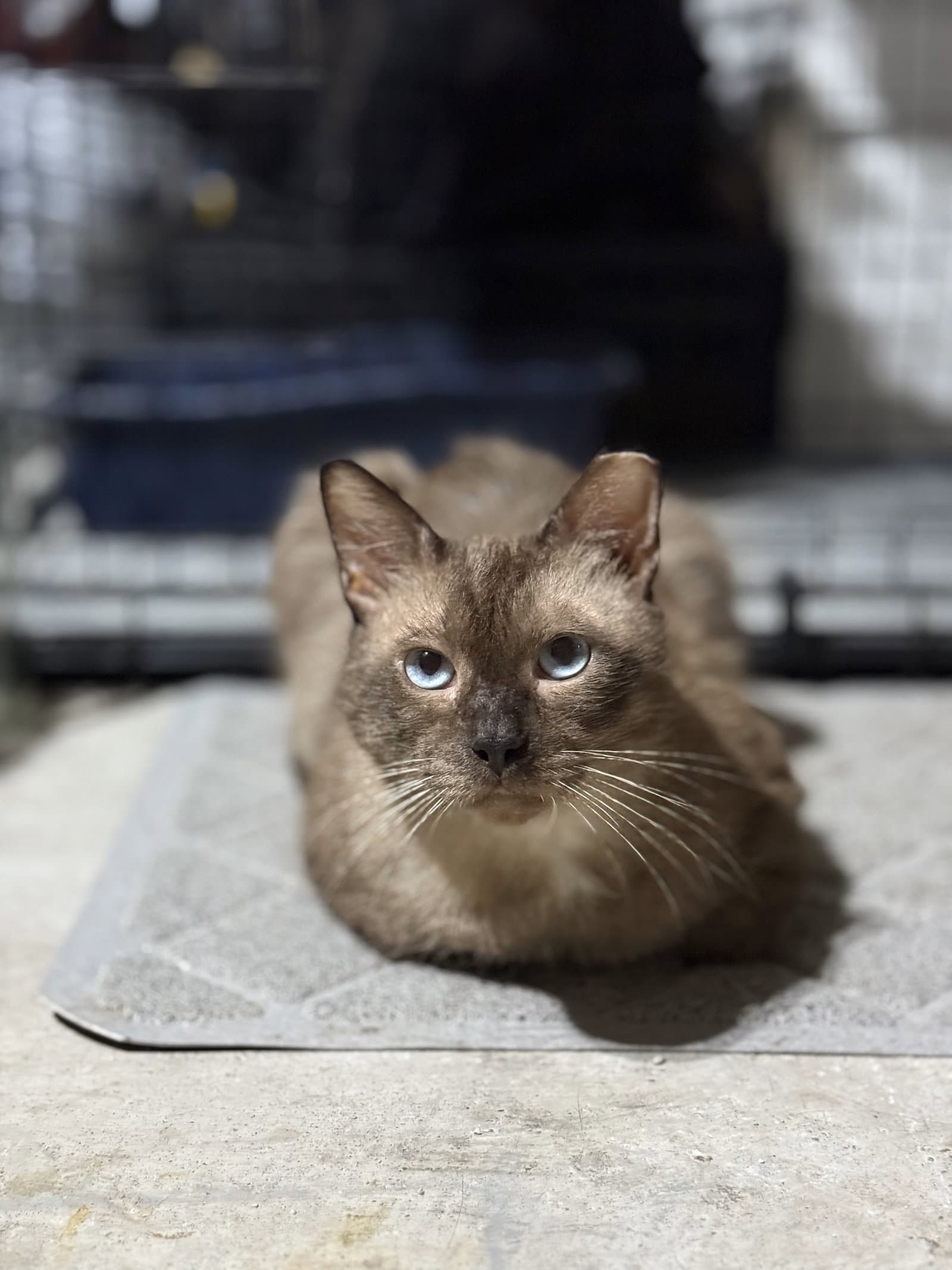 Tito - Domestic Short Hair