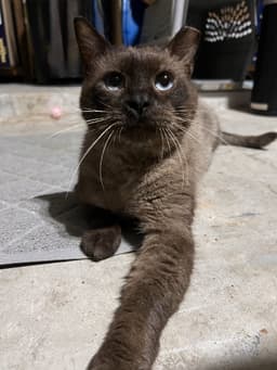 Tito image 2
