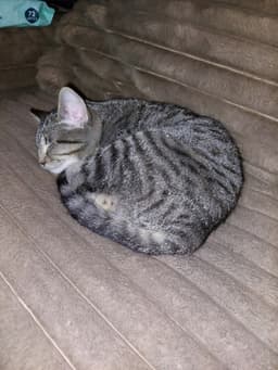 Bow Peep image 2