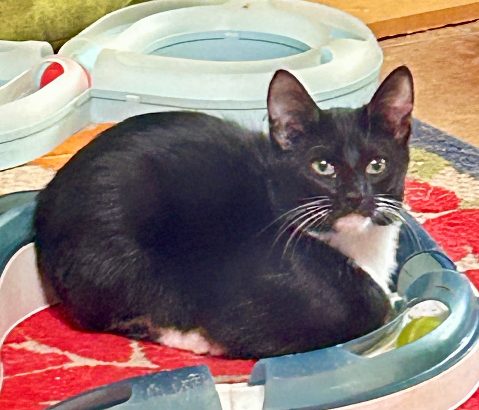 Wyatt - Tuxedo