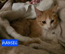 Hansel image 3