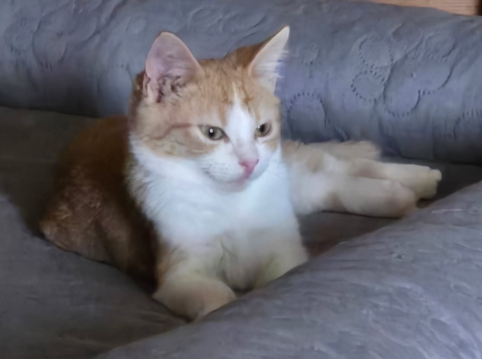 Hansel - Domestic Medium Hair