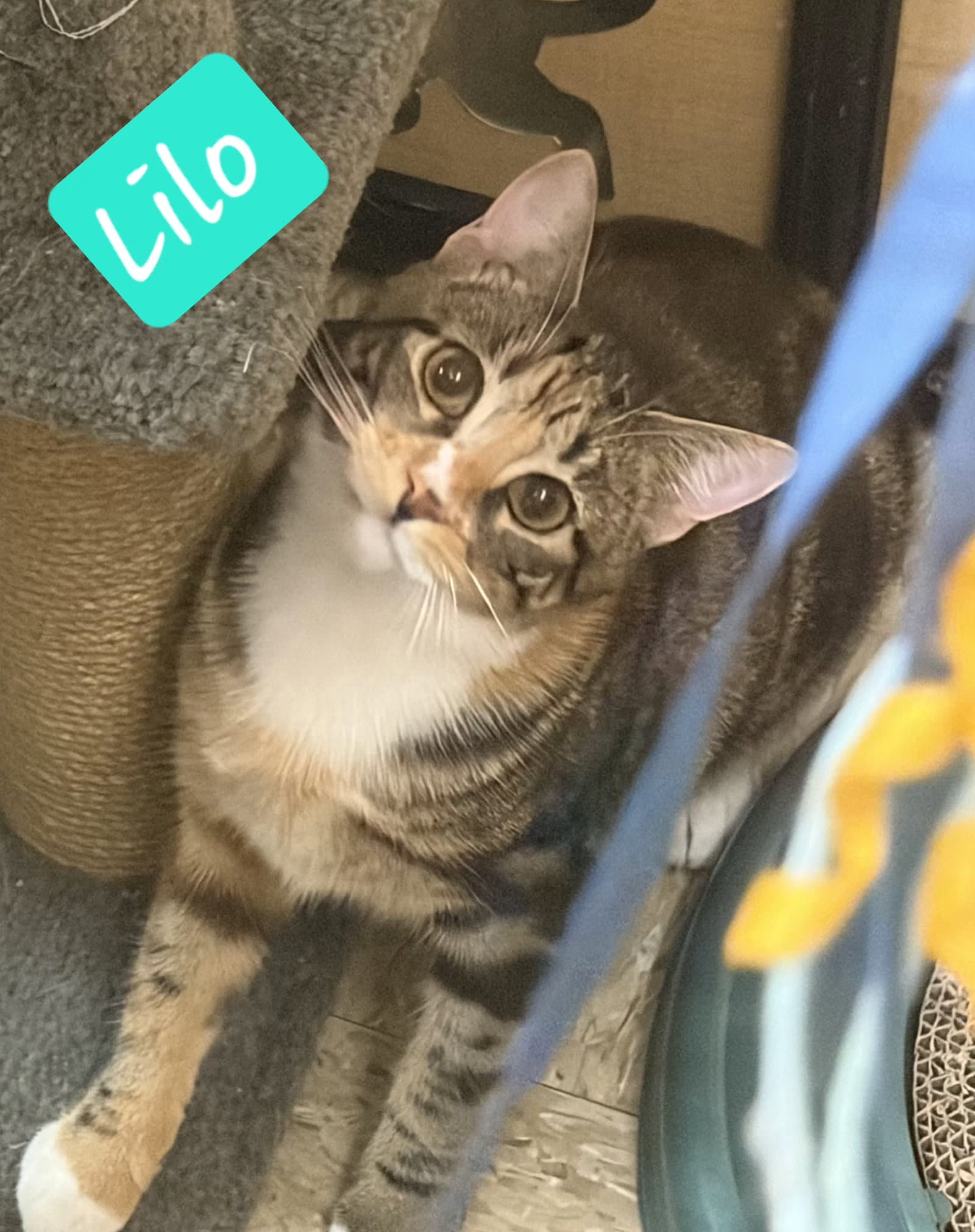 Lilo - Torbie