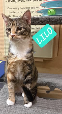 Lilo image 3