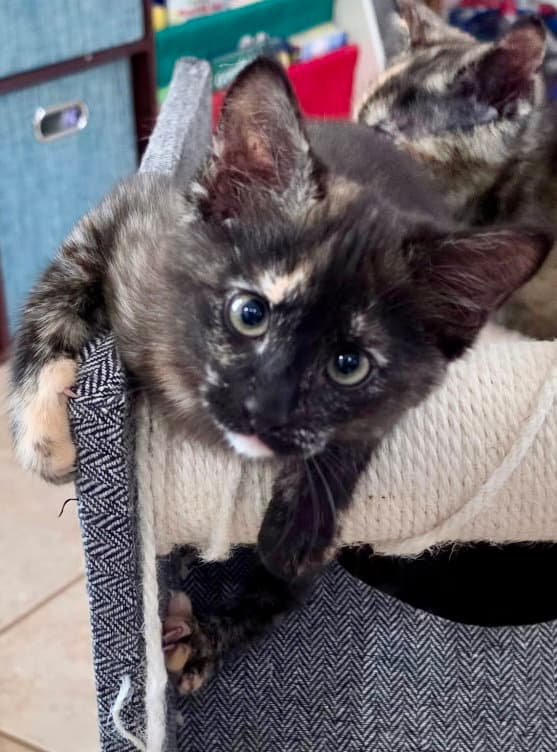 Ashes - Tortoiseshell
