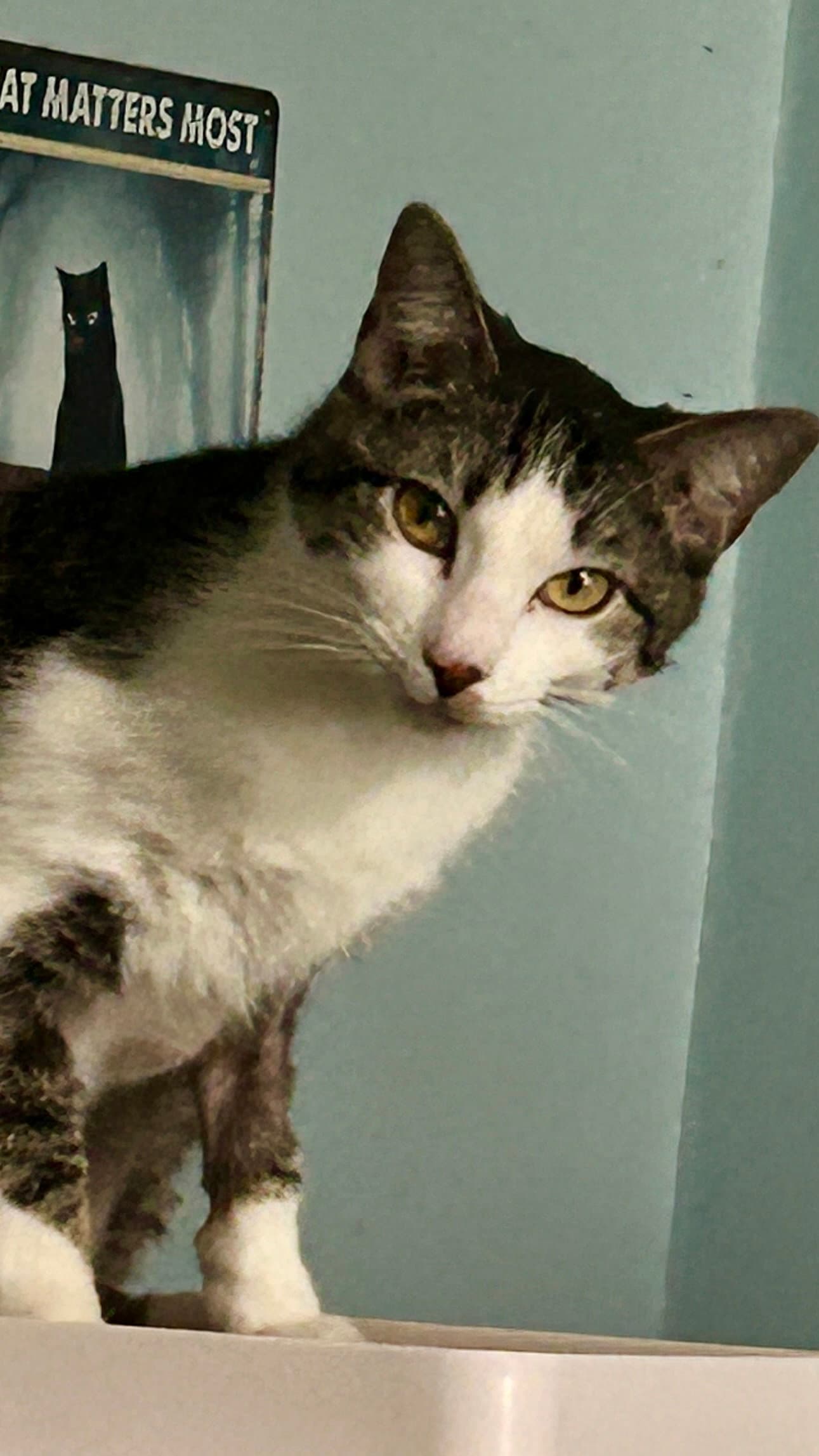 Leo - Tabby