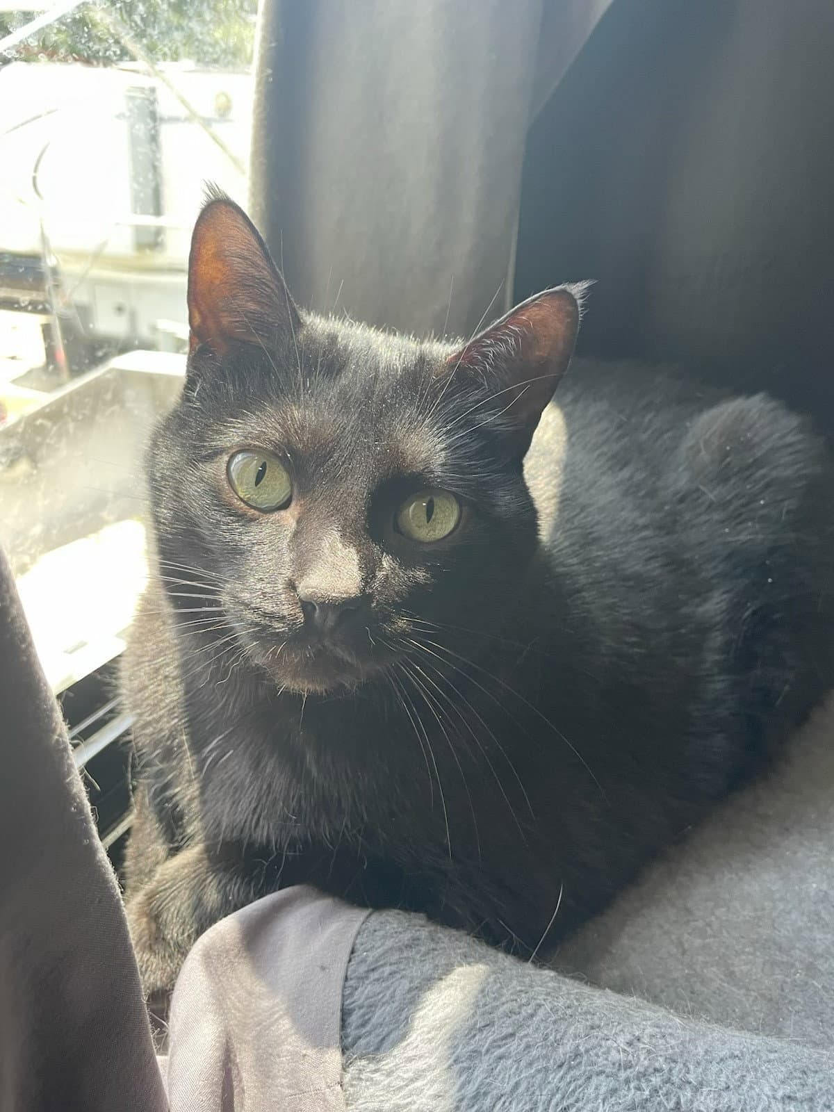 Eden - Domestic Short Hair