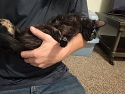 Mama Kitty image 1