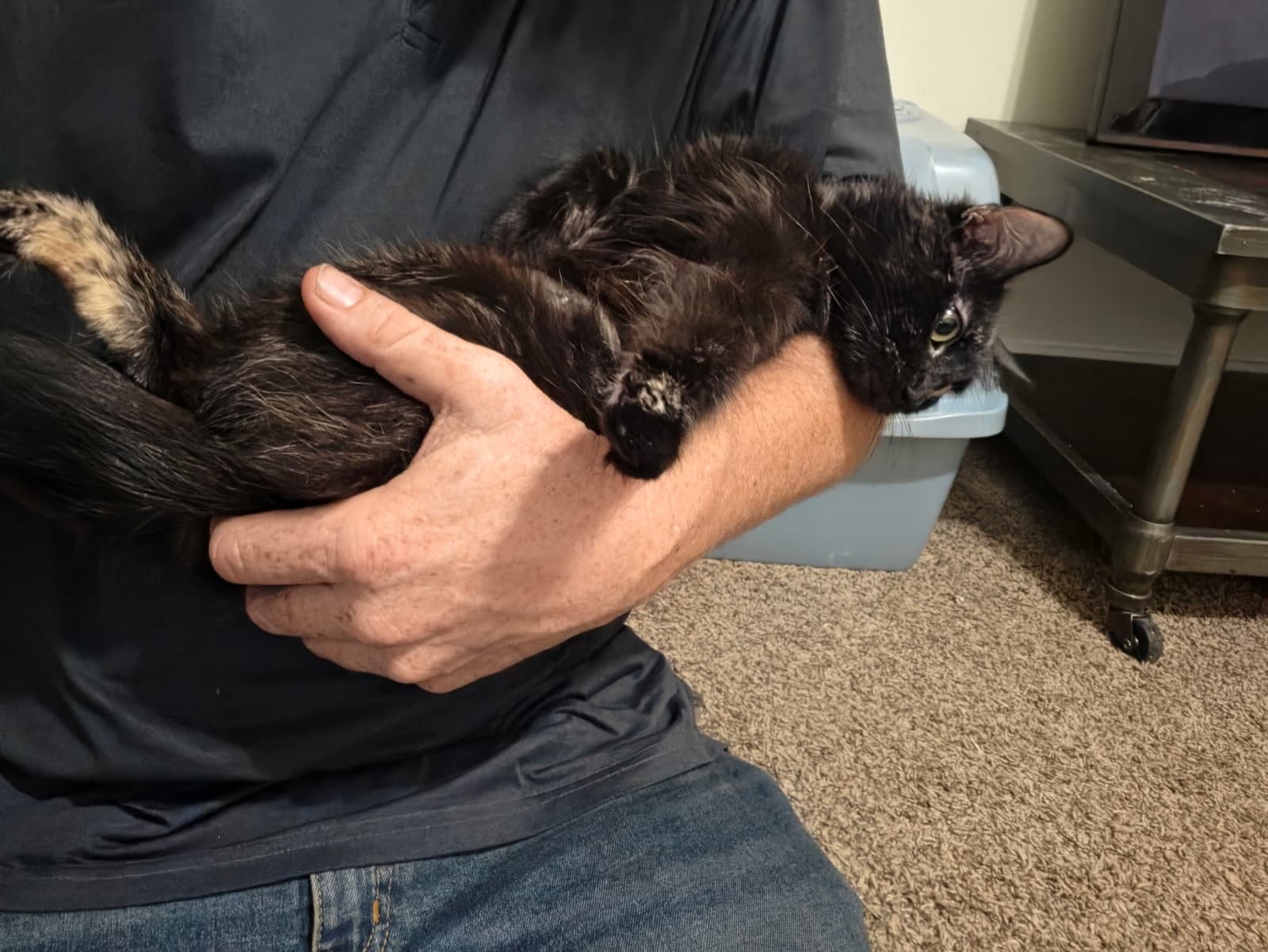 Mama Kitty - Torbie