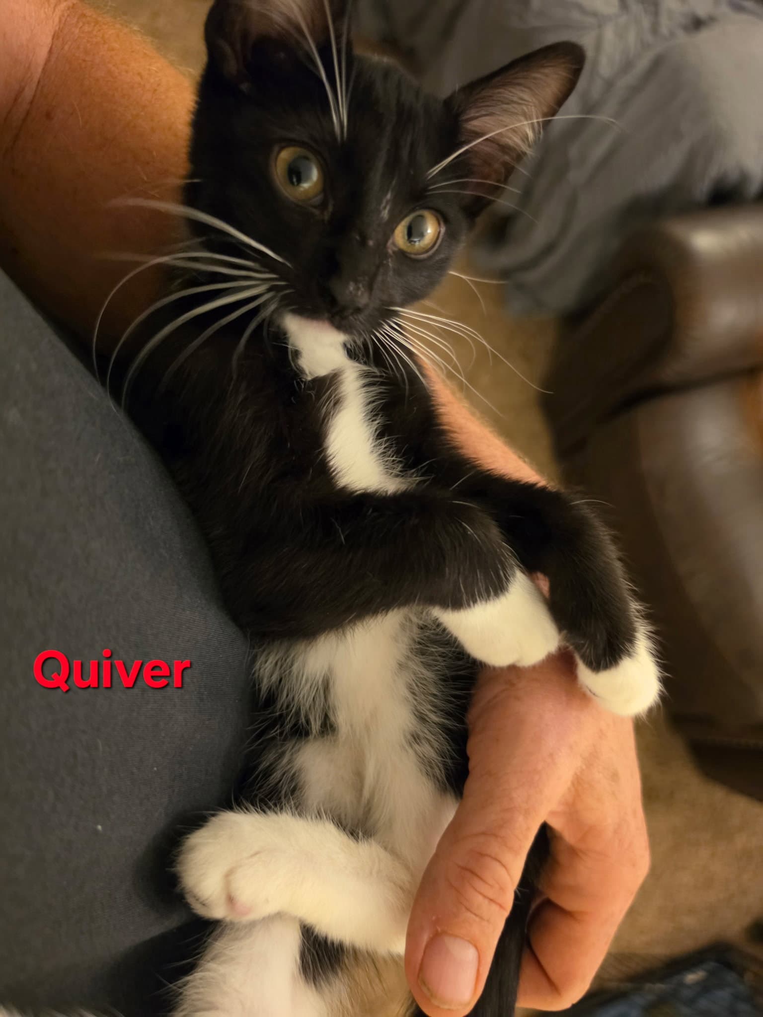 Quiver - Tuxedo