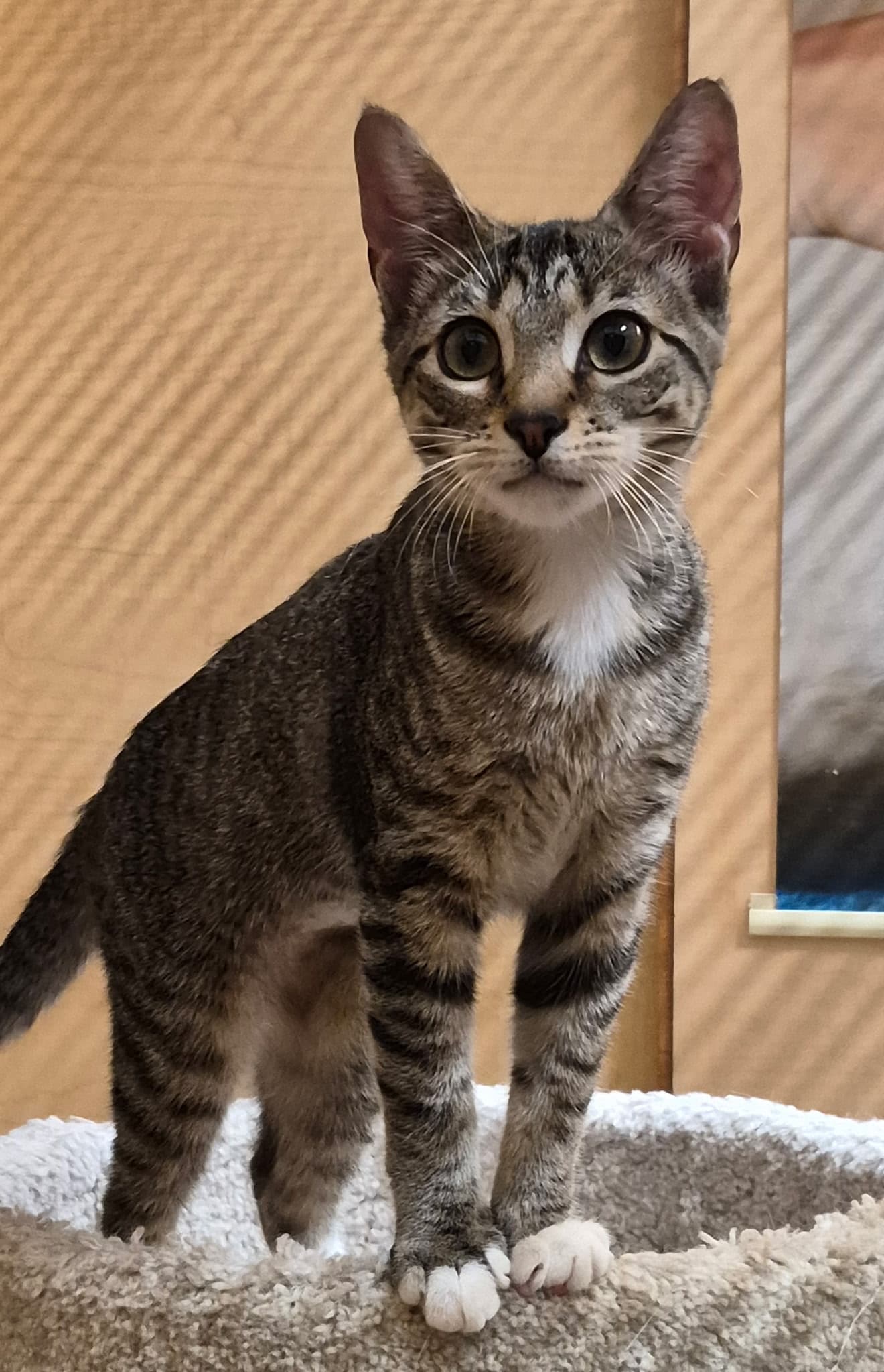 Peanut - Tabby