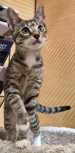 Peanut image 2