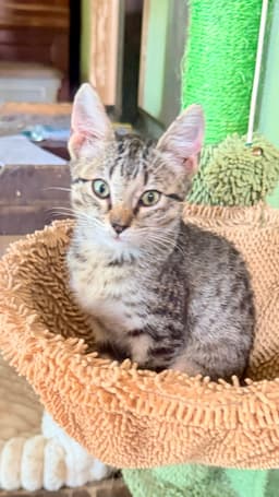 Meeko image 1