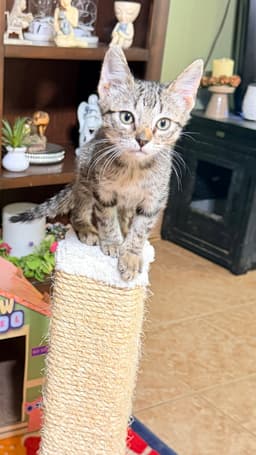 Meeko image 2