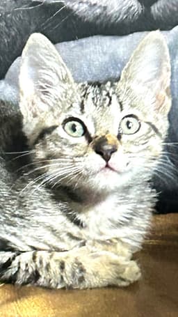 Meeko image 3