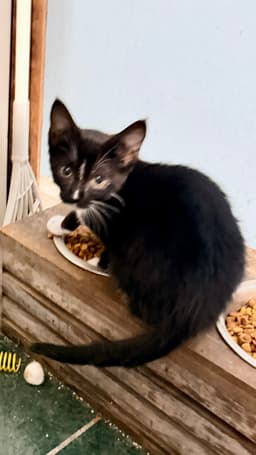 Bella image 2