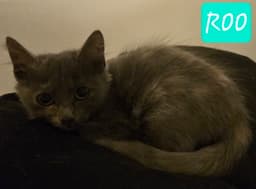Roo image 2