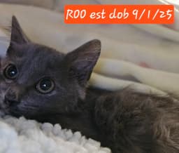 Roo image 3