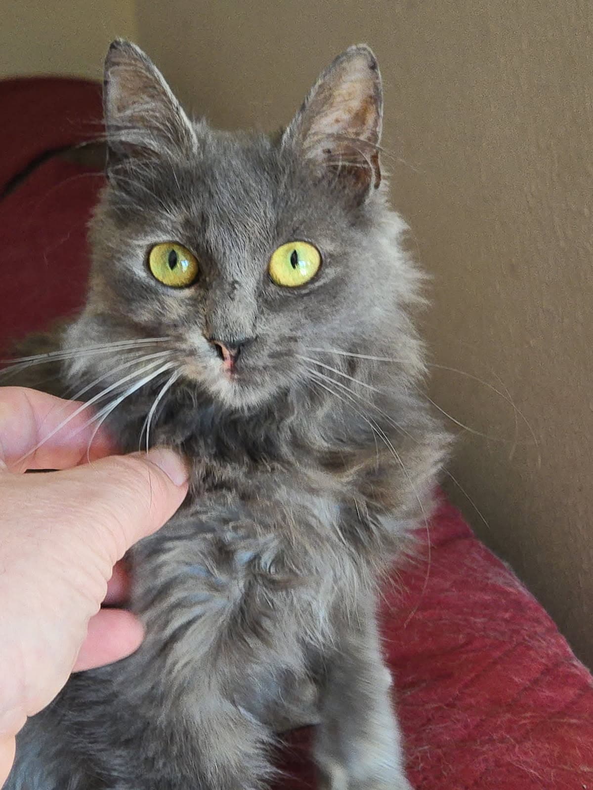 Roo - Domestic Medium Hair