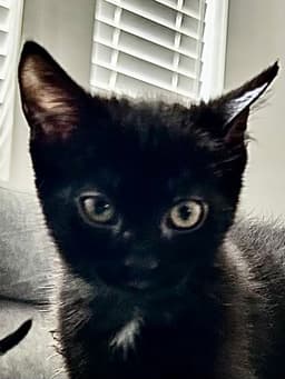 Mavis image 1