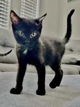 Mavis image 2