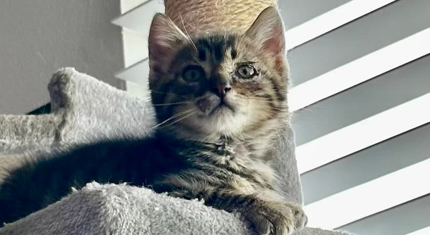 Miso - Tabby