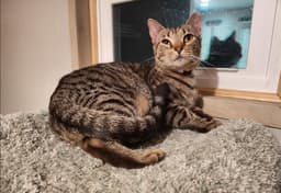 Yardleyfemale Tabby Scrappyadopted Male Black image 1