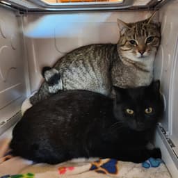 Cocoa Female-Black And Rocky Tabby-Male image 1