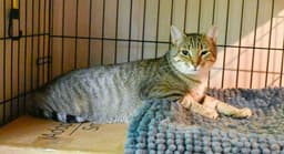 Cocoa Female-Black And Rocky Tabby-Male image 3