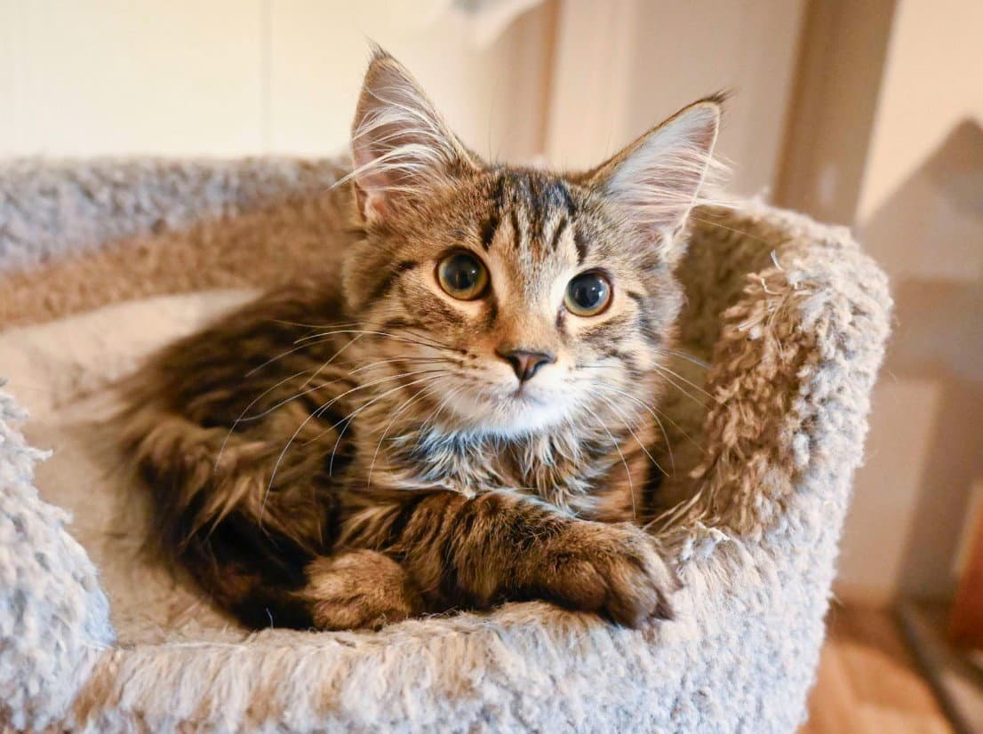 Wildflower - Domestic Long Hair